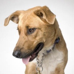 What Breed is My Dog?